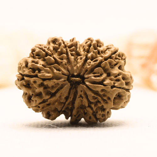 11 Mukhi Nepali Rudraksha - Super Collector