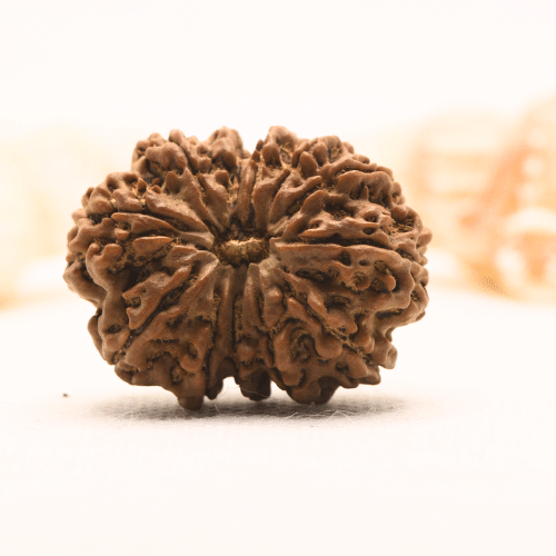 11 Mukhi Nepali Rudraksha - Super Collector