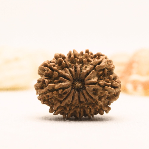 11 Mukhi Nepali Rudraksha - Super Collector