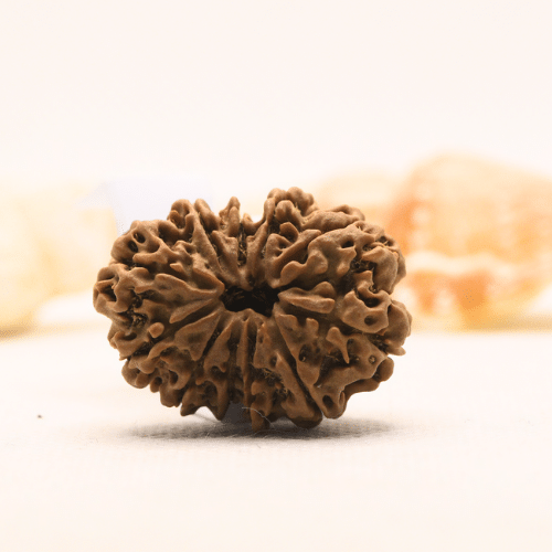 11 Mukhi Nepali Rudraksha - Super Collector
