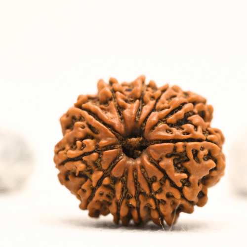 12 Mukhi Nepali Rudraksha - Collector