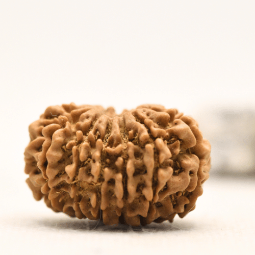 12 Mukhi Nepali Rudraksha - Collector