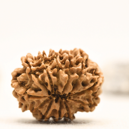 12 Mukhi Nepali Rudraksha - Collector
