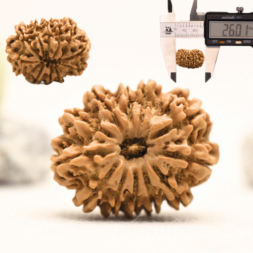 12 Mukhi Nepali Rudraksha - Collector