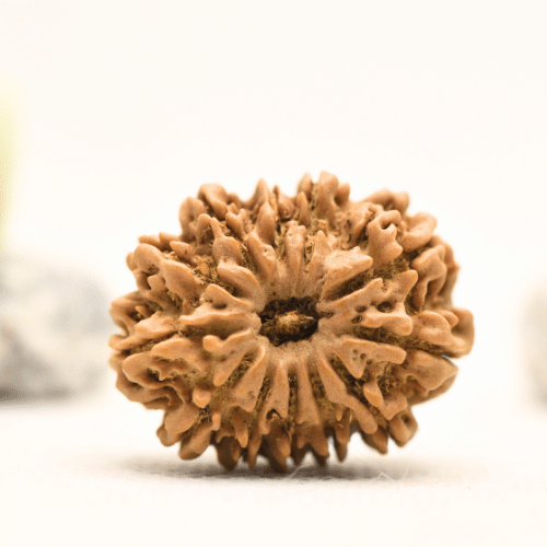 12 Mukhi Nepali Rudraksha - Collector