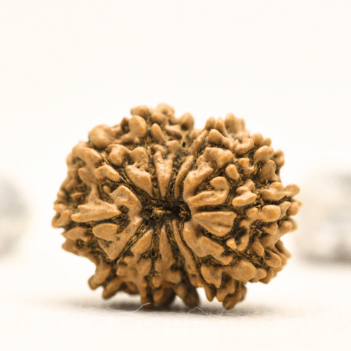 12 Mukhi Nepali Rudraksha - Collector