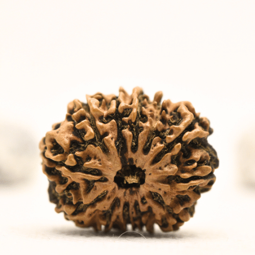 12 Mukhi Nepali Rudraksha - Collector