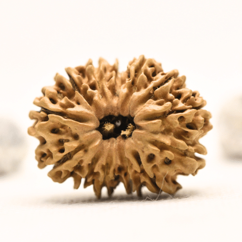 12 Mukhi Nepali Rudraksha - Collector