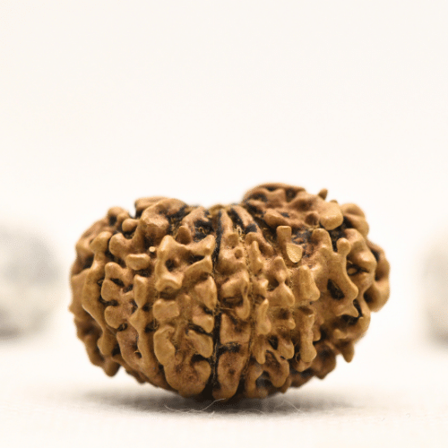 12 Mukhi Nepali Rudraksha - Collector