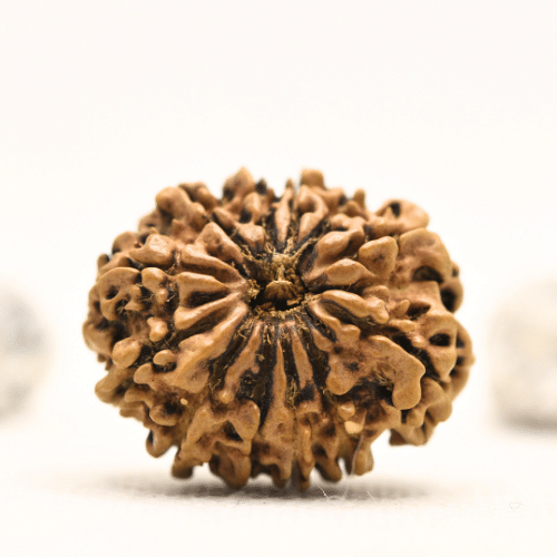 12 Mukhi Nepali Rudraksha - Collector