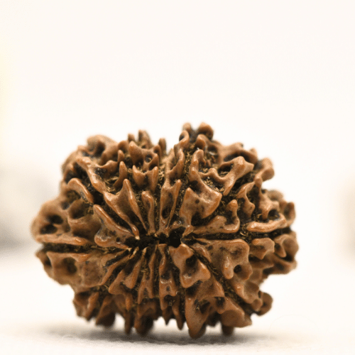 12 Mukhi Nepali Rudraksha - Collector
