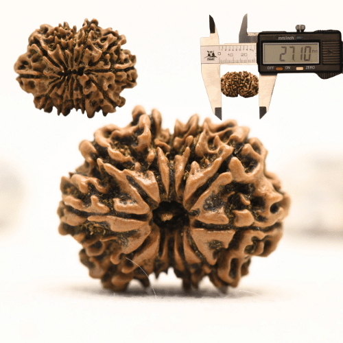 12 Mukhi Nepali Rudraksha - Collector