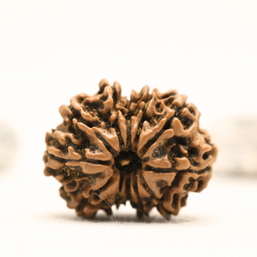 12 Mukhi Nepali Rudraksha - Collector