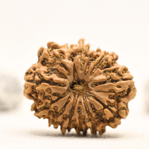 12 Mukhi Nepali Rudraksha - Collector
