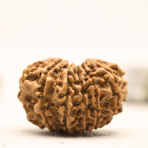 12 Mukhi Nepali Rudraksha - Collector