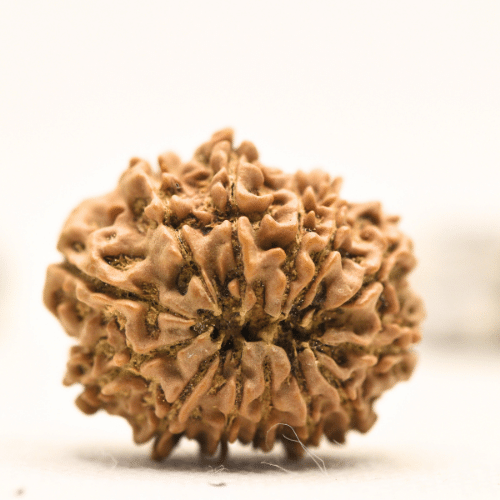 12 Mukhi Nepali Rudraksha - Collector