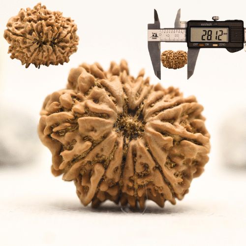 12 Mukhi Nepali Rudraksha - Collector