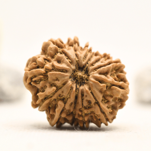 12 Mukhi Nepali Rudraksha - Collector