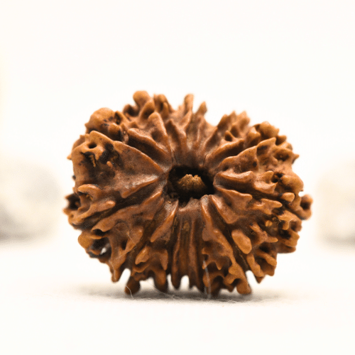 12 Mukhi Nepali Rudraksha - Collector