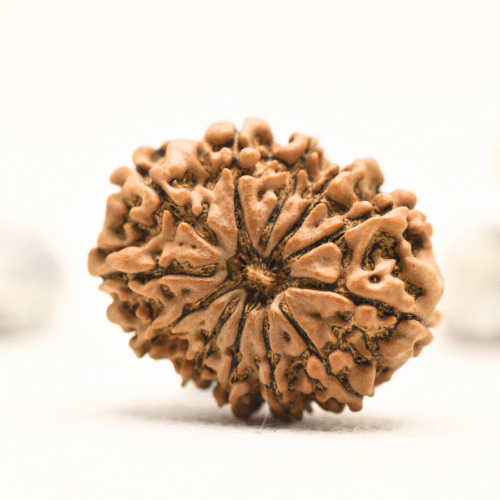 12 Mukhi Nepali Rudraksha - Collector