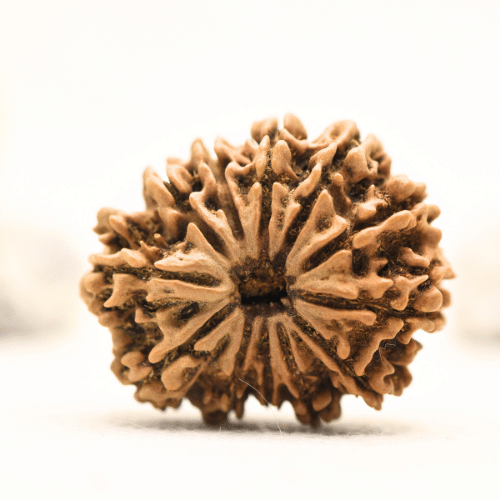12 Mukhi Nepali Rudraksha - Collector