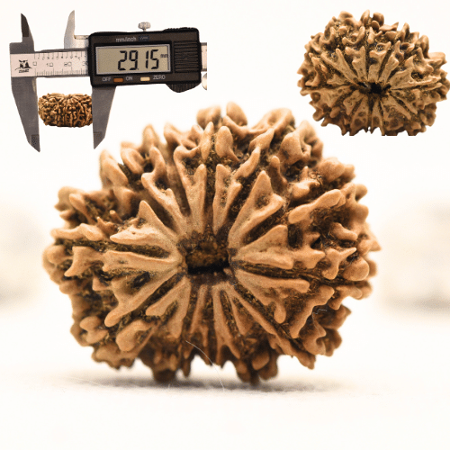 12 Mukhi Nepali Rudraksha - Collector