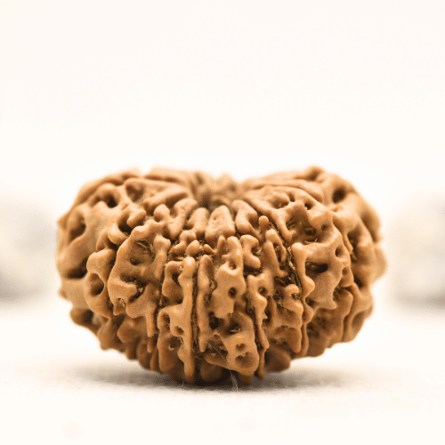 12 Mukhi Nepali Rudraksha - Collector