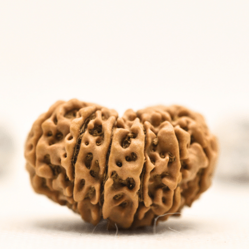 12 Mukhi Nepali Rudraksha - Collector