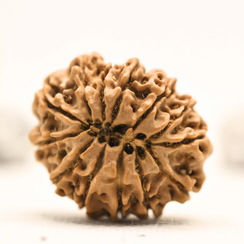 12 Mukhi Nepali Rudraksha - Collector