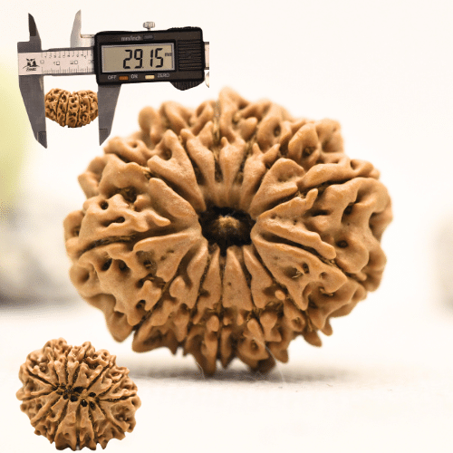 12 Mukhi Nepali Rudraksha - Collector