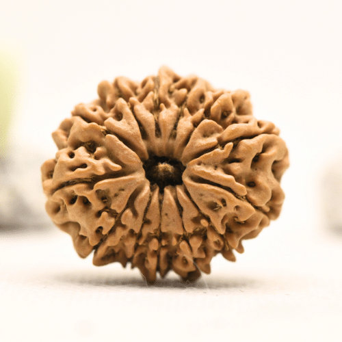 12 Mukhi Nepali Rudraksha - Collector