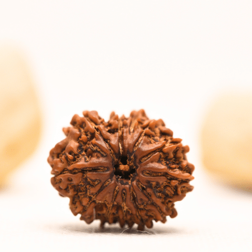 12 Mukhi Nepali Rudraksha - Large