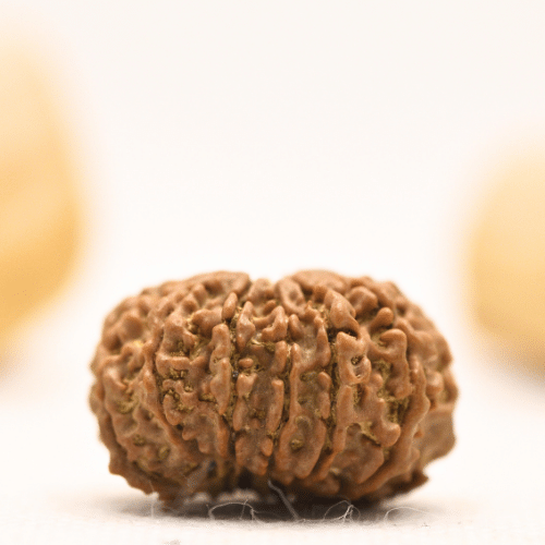 12 Mukhi Nepali Rudraksha - Large