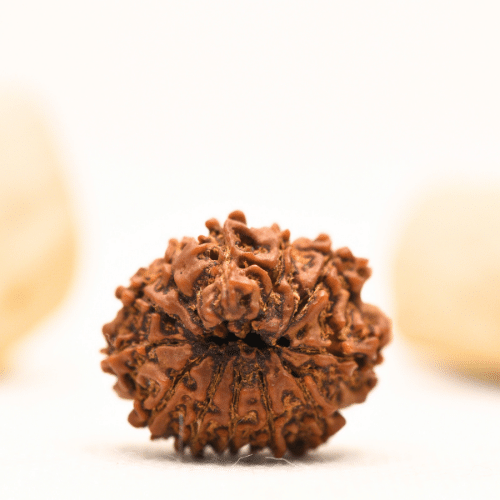 12 Mukhi Nepali Rudraksha - Large