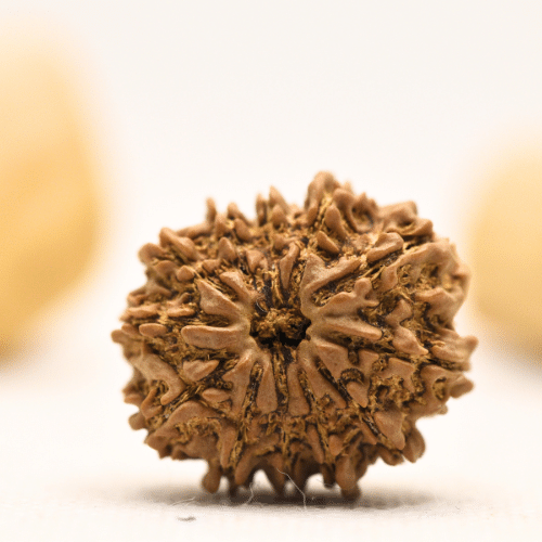 12 Mukhi Nepali Rudraksha - Large