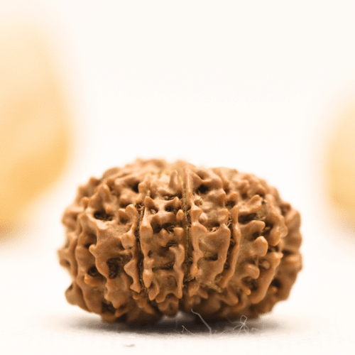 12 Mukhi Nepali Rudraksha - Large