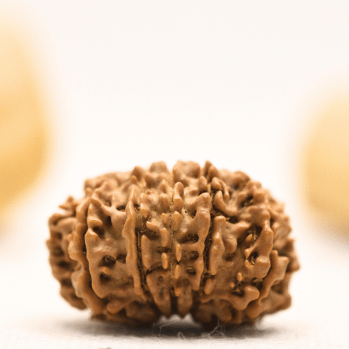 12 Mukhi Nepali Rudraksha - Large