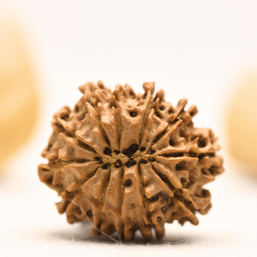 12 Mukhi Nepali Rudraksha - Large