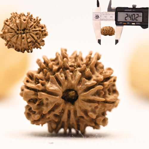 12 Mukhi Nepali Rudraksha - Large