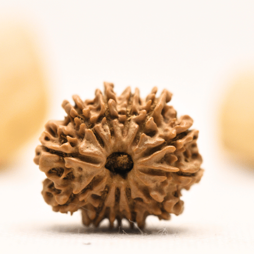 12 Mukhi Nepali Rudraksha - Large