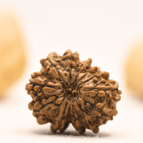 12 Mukhi Nepali Rudraksha - Large