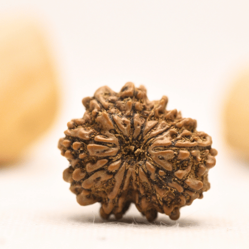 12 Mukhi Nepali Rudraksha - Large