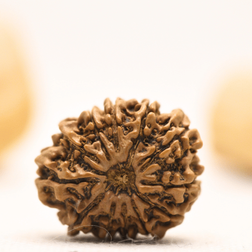 12 Mukhi Nepali Rudraksha - Large