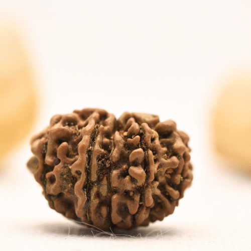 12 Mukhi Nepali Rudraksha - Large