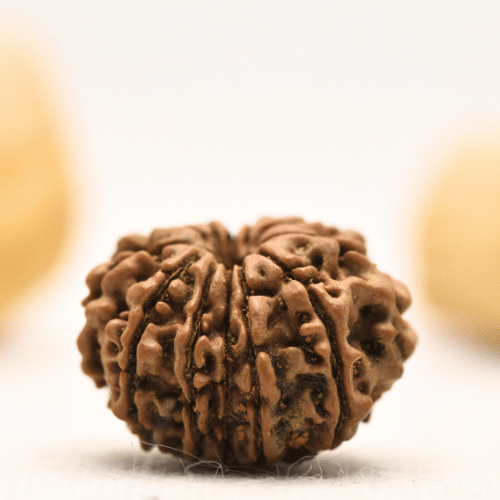 12 Mukhi Nepali Rudraksha - Large