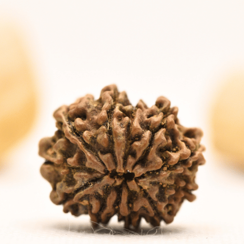 12 Mukhi Nepali Rudraksha - Large