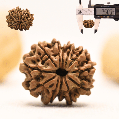 12 Mukhi Nepali Rudraksha - Large