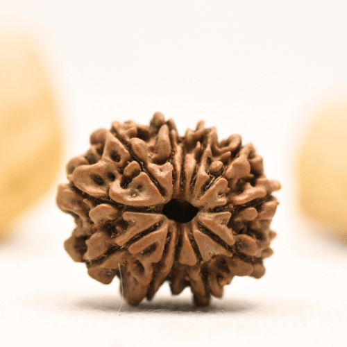 12 Mukhi Nepali Rudraksha - Large
