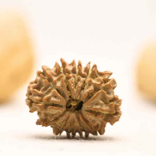 12 Mukhi Nepali Rudraksha - Large
