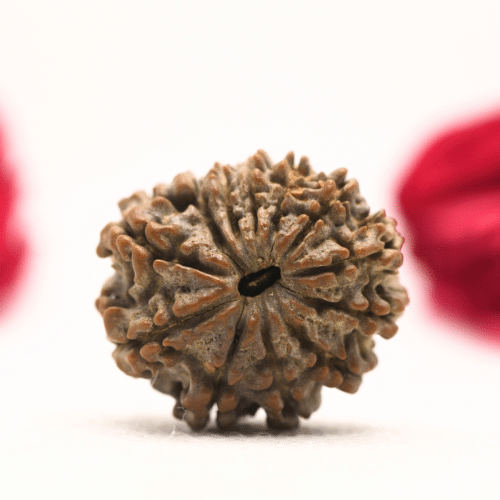 12 Mukhi Nepali Rudraksha - Regular